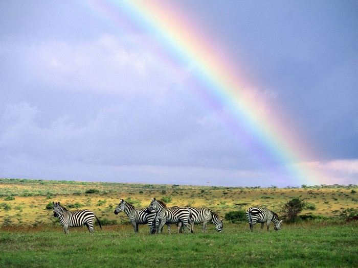 Zebras grazing under a rainbow in the African savanna