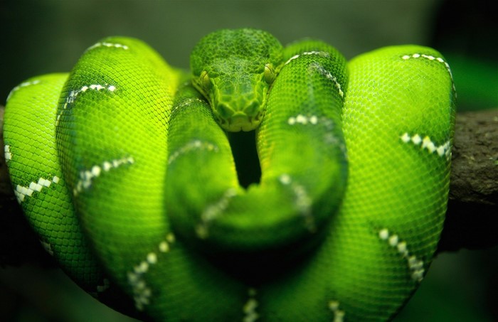 Green snake coiled on a branch