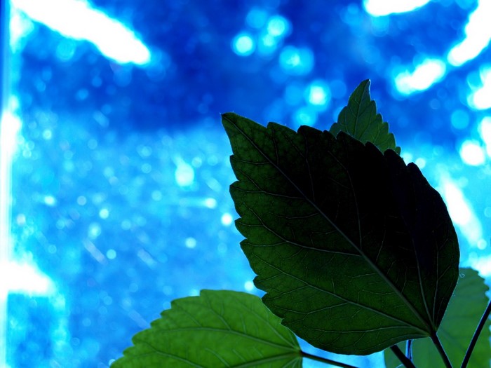 Close-up of green leaves against a blue bokeh background