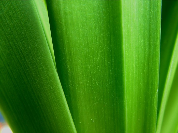 Close-up of green plant leaves