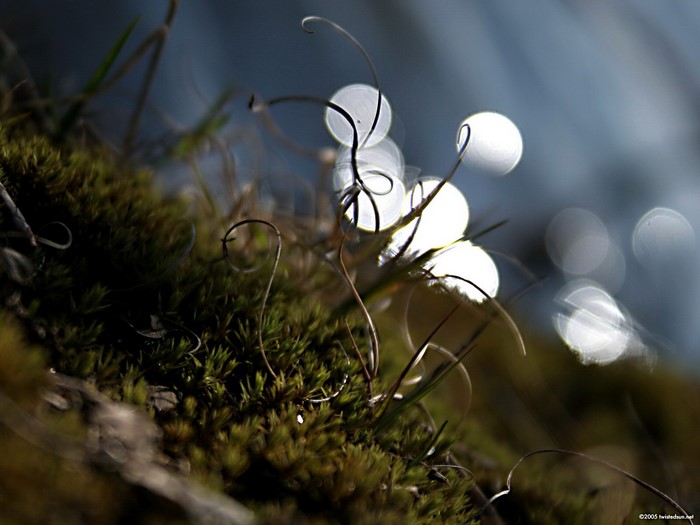 Moss and dry grass with bokeh background