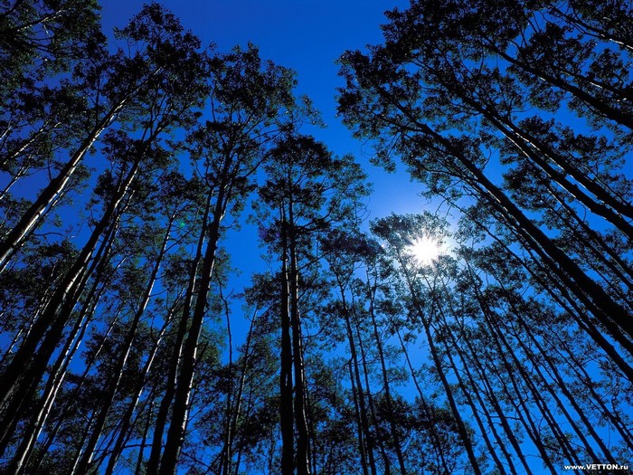 Tall trees against a bright blue sky with sun