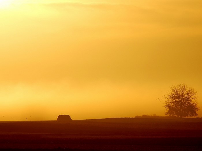 Misty sunrise over a field with a lone tree