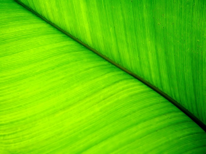Close-up of a vibrant green leaf with prominent veins
