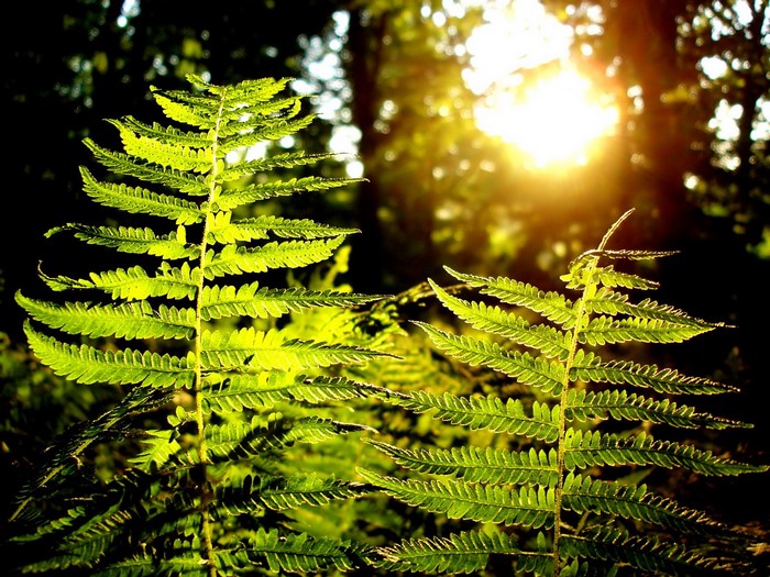 Sunlight filtering through ferns in a forest