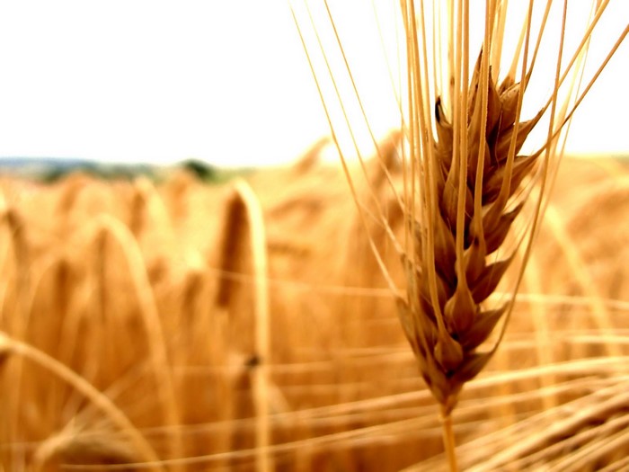 Close-up of a ripe wheat or barley stalk in a field