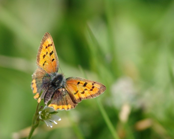 Small orange butterfly on a white flower
