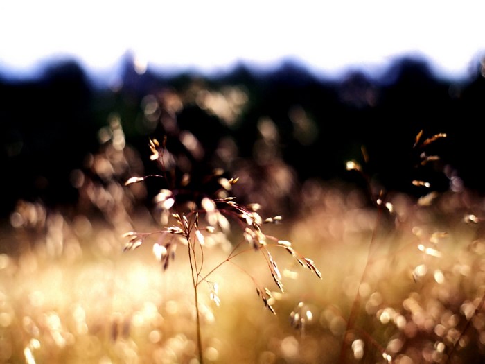 Close-up of grass seed heads in sunlight with bokeh