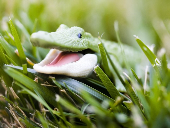 Close-up of Baby Crocodile in Green Grass