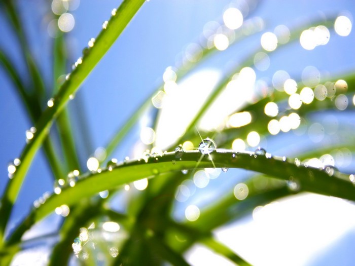 Close-up of grass with dew drops in sunlight