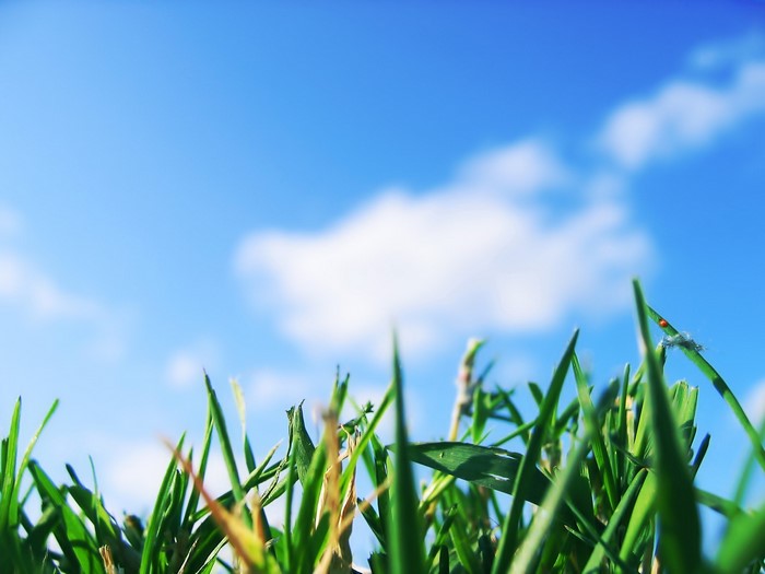 Close-up of green grass blades against a blue sky with clouds