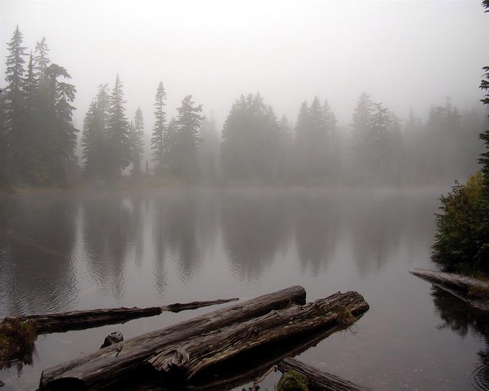 Misty lake with trees and logs in the foreground