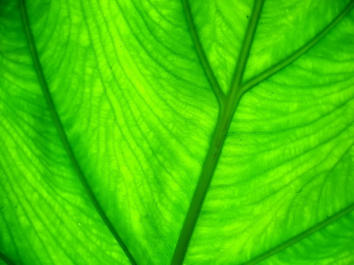 Close-up of a backlit green leaf with prominent veins