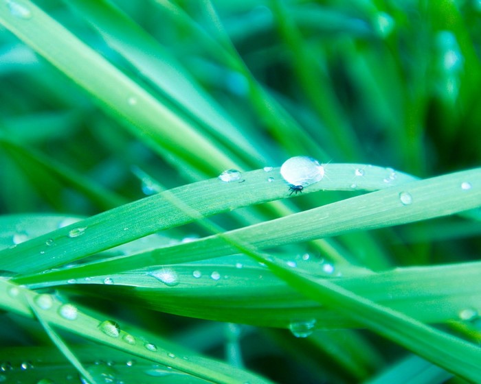 Macro shot of a tiny insect on a blade of grass with dew drops