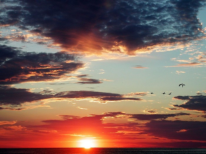 Sunset over the sea with birds flying