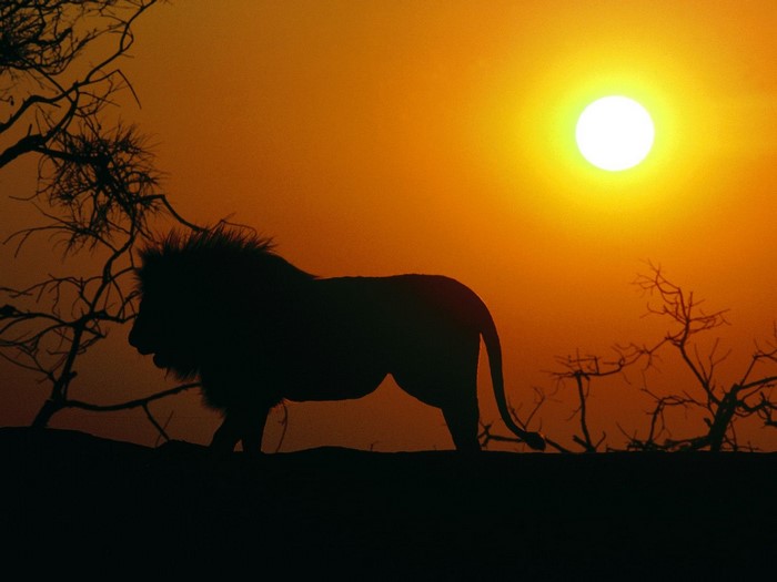 Silhouette of a lion at sunset