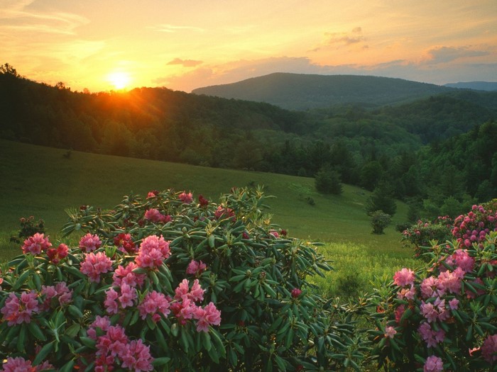 Sunset over a valley with rhododendrons in the foreground