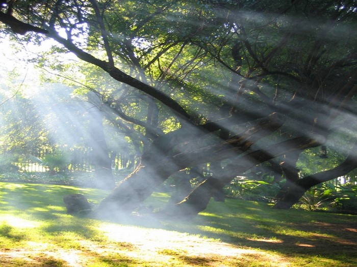 Sunlight filtering through trees in a misty forest