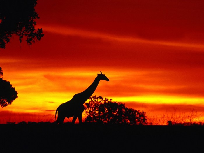 Silhouette of a giraffe against a vibrant sunset in Africa