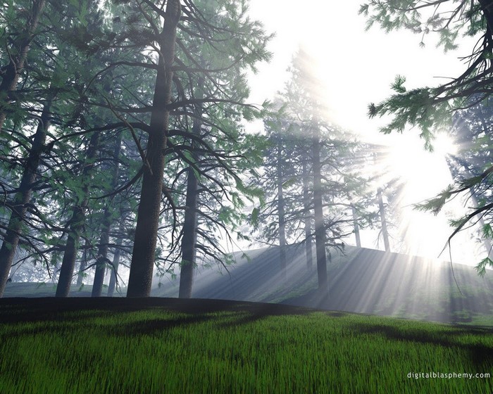 Sunlight filtering through trees in a misty forest