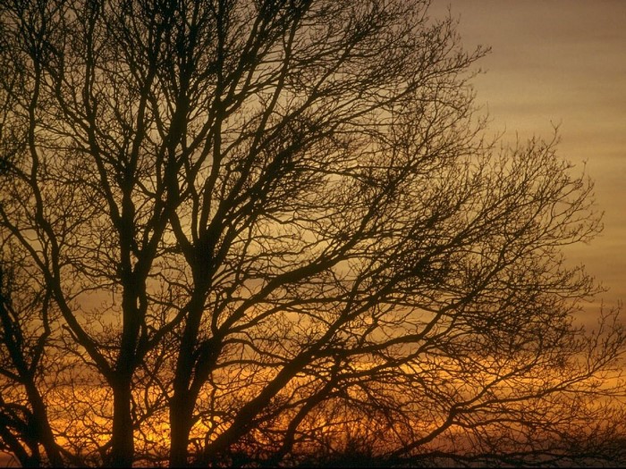 Silhouette of a bare tree against a sunset sky