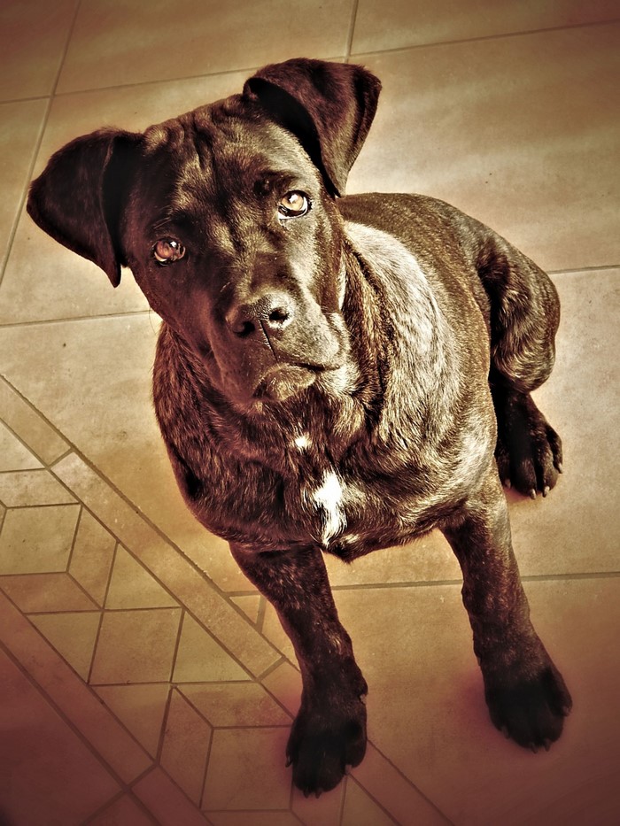 Brindle Cane Corso dog looking up