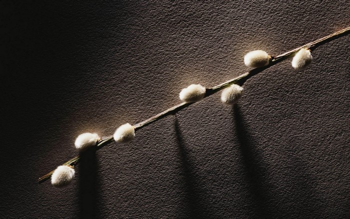 Pussy willow branch with soft buds on dark textured background