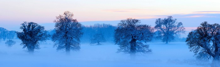 Bare trees in a misty winter landscape at dawn