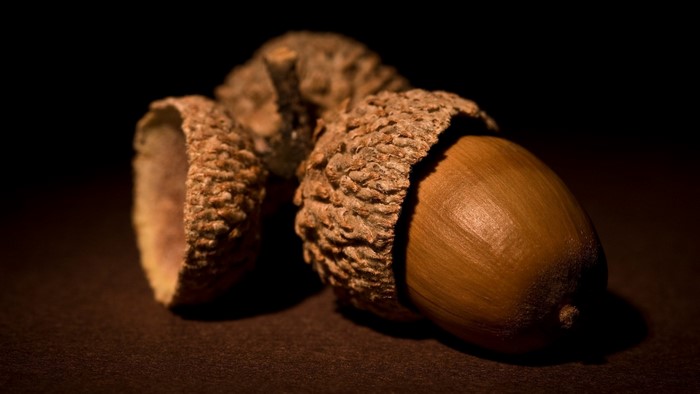 Close-up of two acorns with one inside its cap