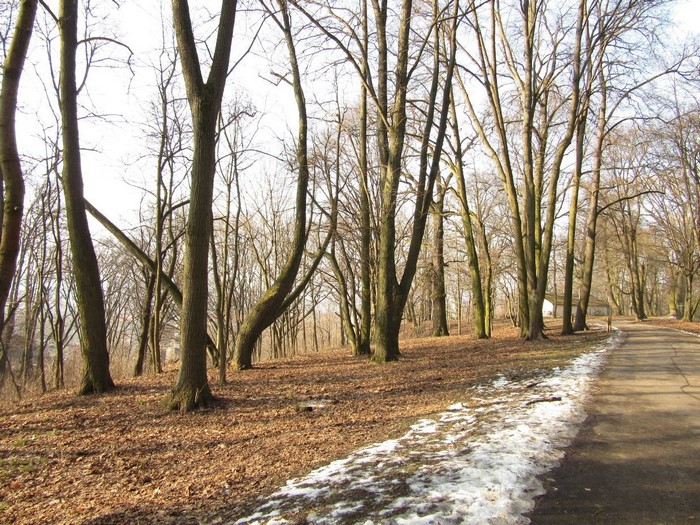 Bare trees in a park with a path and snow