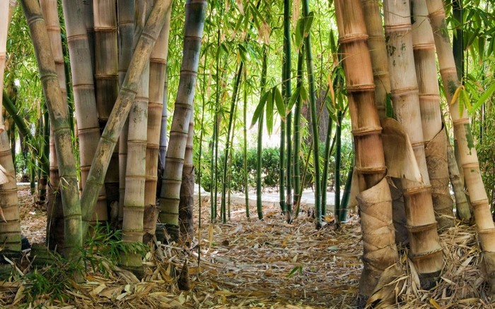 A dense bamboo forest with fallen leaves on the ground