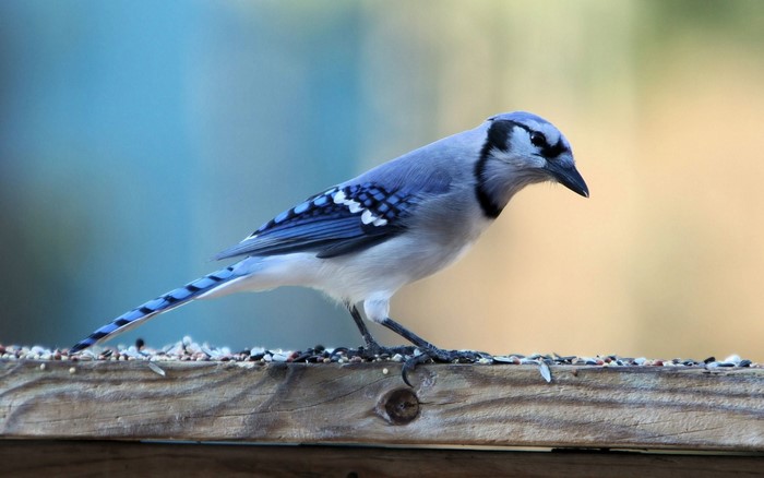 Blue Jay perched on a wooden feeder with seeds