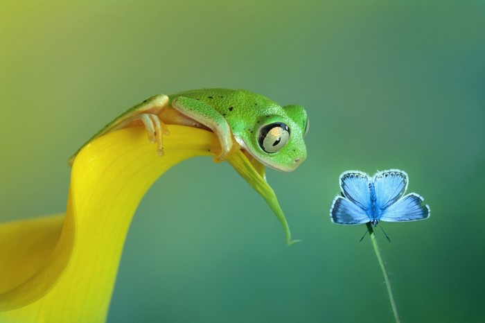 Green tree frog and blue butterfly on yellow petal
