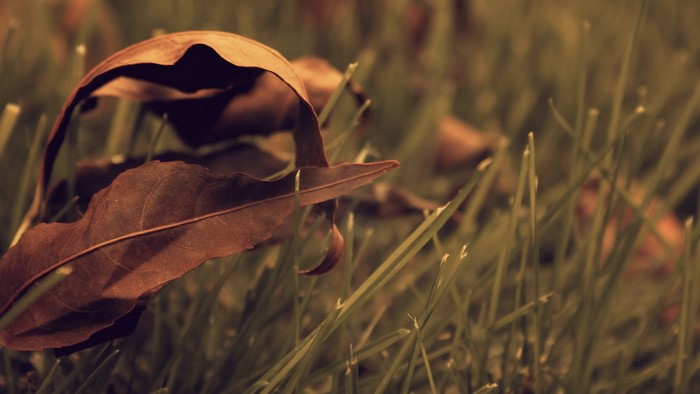 Close-up of a fallen brown leaf on green grass