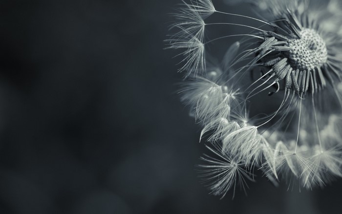 Monochrome macro photography of a dandelion seed head