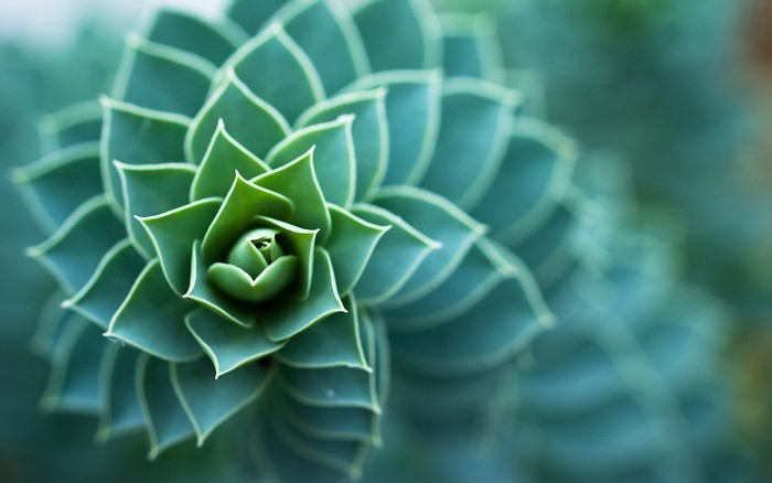 Close-up of a green succulent plant with fractal patterns