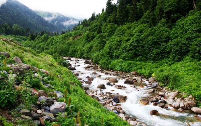 Mountain river flowing through a green forest valley
