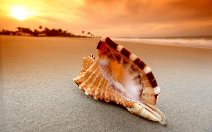 Seashell on a sandy beach at sunset