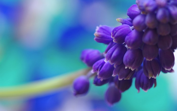 Close-up of purple Muscari flowers with a blurred blue and green background