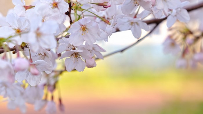 Close-up of Cherry Blossoms on a Branch