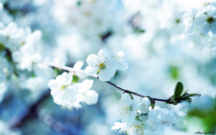 Close up of white cherry blossoms on a branch