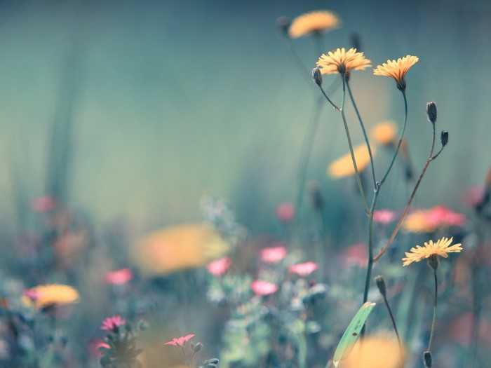 Delicate Yellow Wildflowers in a Soft Morning Meadow