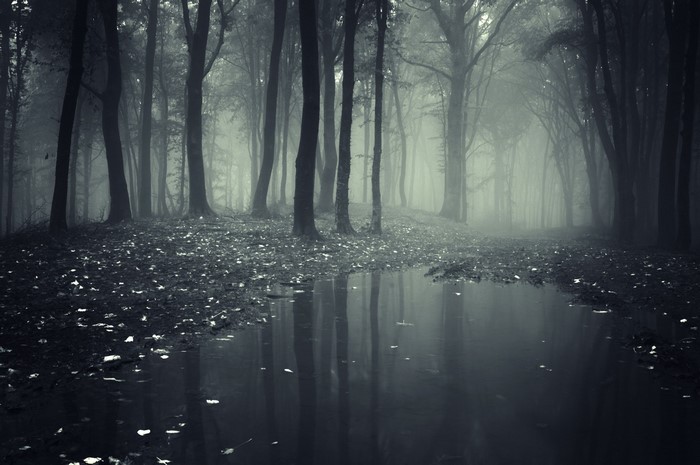 Misty forest with reflections in water