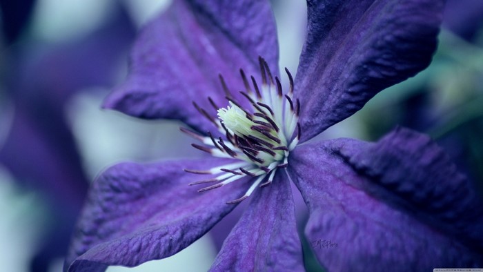 Close-up of a purple Clematis flower