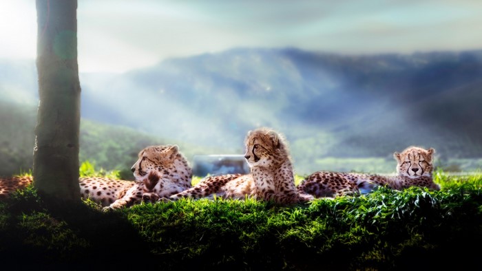 Three cheetahs resting on green grass with mountains in background
