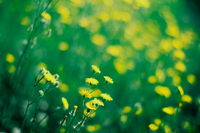 Yellow wildflowers in a green meadow with sunlight