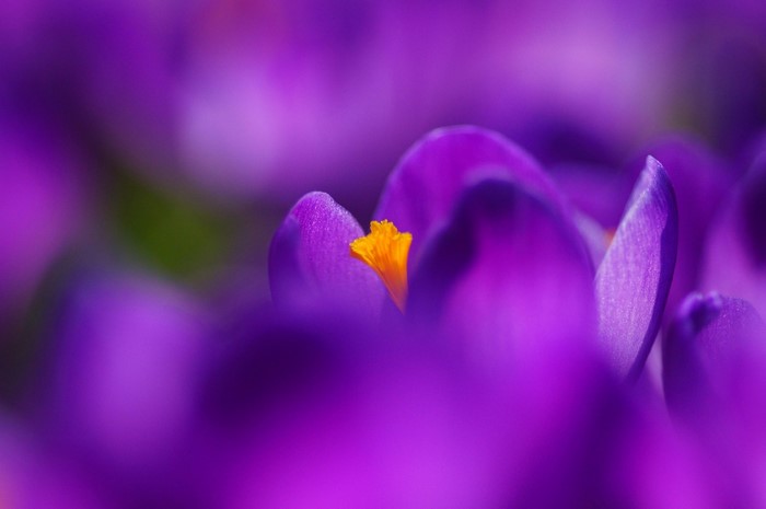 Close up of purple crocus flower with yellow stamen
