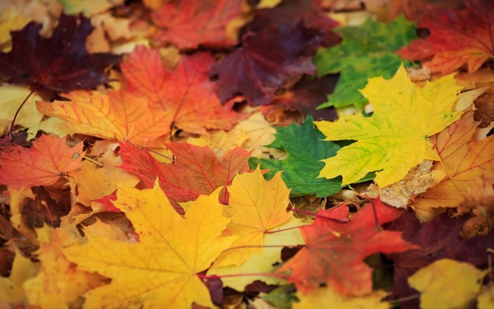 Pile of colorful autumn maple leaves