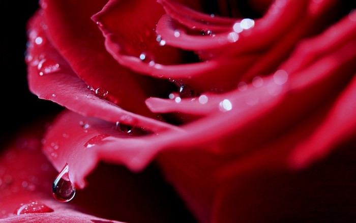 Close-up of a red rose with water droplets