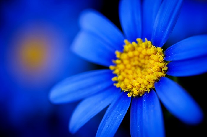 Close up of a blue daisy with a yellow center
